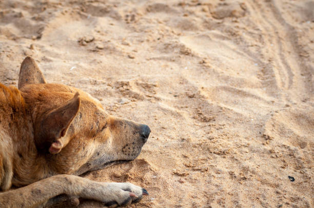 hund auf dem sand - bamburgh northumberland england white beach stock-fotos und bilder