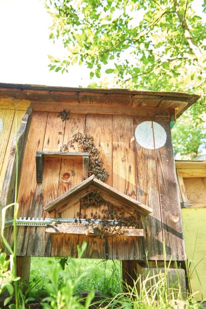 istock Beehives in an apiary outdoors 814422874