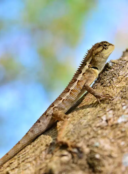 Photo of Small lizard and  tree  in  jungle, Thailand