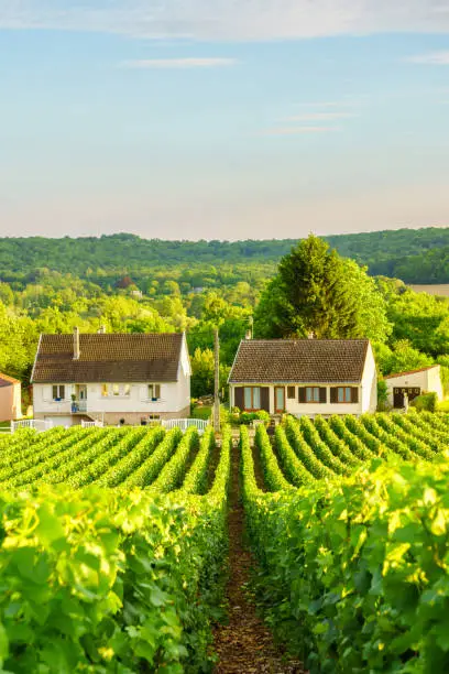 Photo of Vine green grape in champagne vineyards at montagne de reims on countryside village background, France