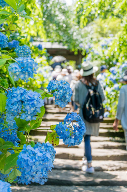 hortensje w świątyni w kamakura, japonia - kamakura japan tourist people zdjęcia i obrazy z banku zdjęć