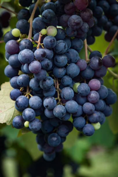 istock Close-Up Of Grapes Growing In Vineyard. 814423660