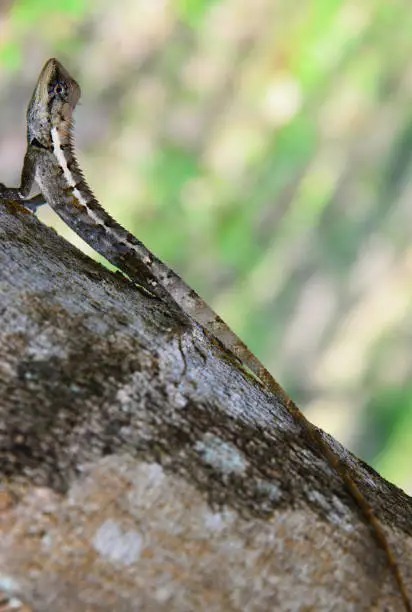 Photo of Lizard with long tail   in  jungle, Thailand