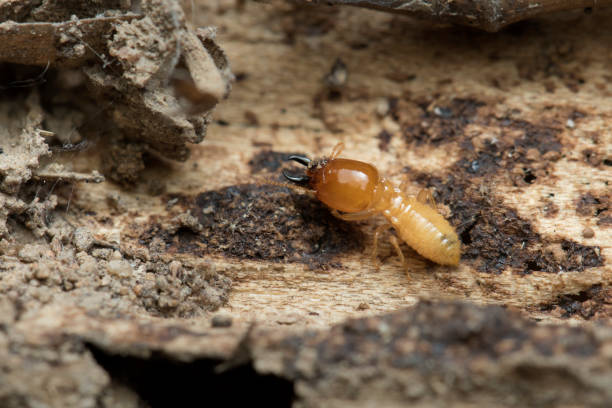 istock Termite and Termite mound on nature background in Thailand and Southeast Asia. 814428146