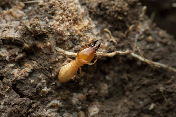 istock Termite and Termite mound on nature background in Thailand and Southeast Asia. 814428174