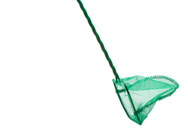 istock Aquarium fishing net 814428814