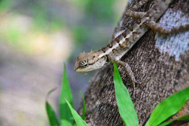 istock Small lizard  with blade  on the  tree  in  jungle, Thailand 814434750