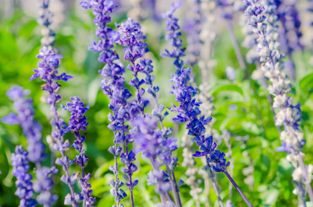 istock Lavender Bunch Flower in the Nature. 814434876