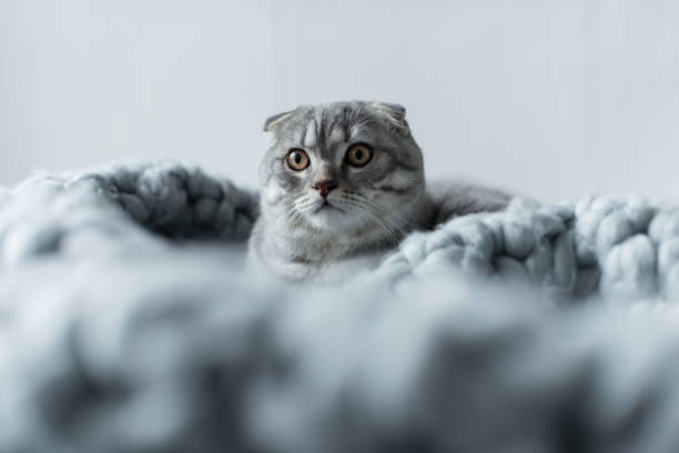 istock grey fluffy scottish fold cat lying on wool blanket in bedroom 814440090