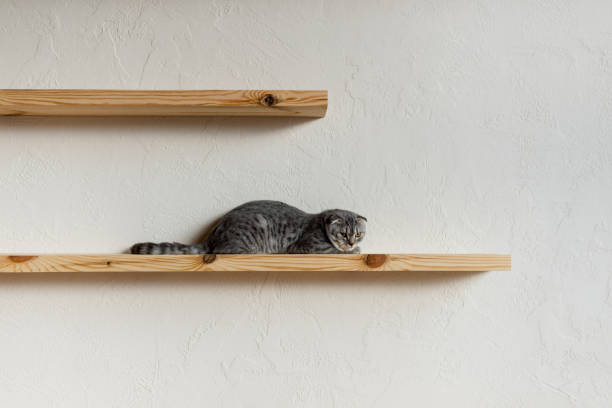 istock fluffy scottish fold cat lying on wooden shelf 814440224