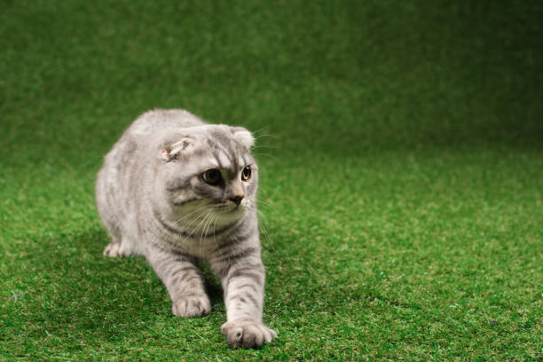 istock fluffy scottish fold cat playing on green glass 814440348