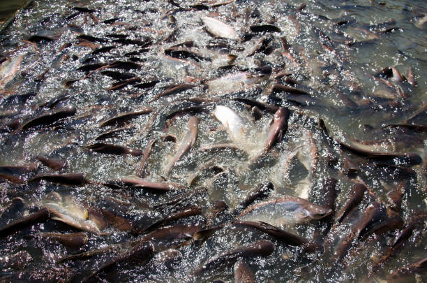 istock Thai people feeding food to fish in Chao phraya river 814442482