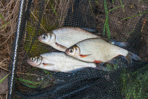 istock Several freshwater fish: white bream , white-eye bream and zope fish 814446176