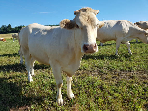 istock cattle, beef, fattening ring, cow 814446528