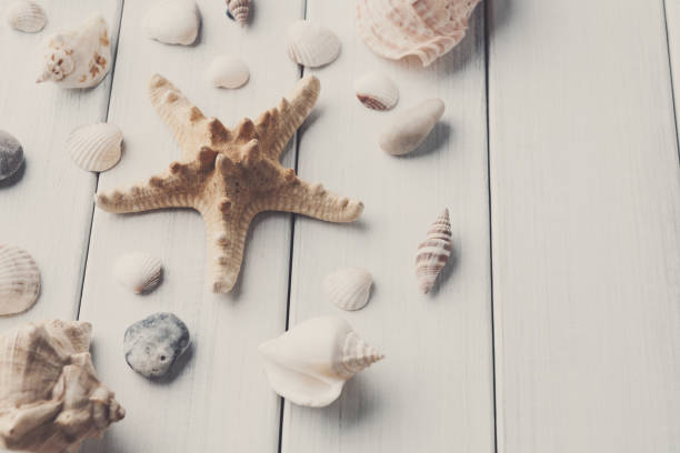 istock Seashells on white wood, sea vacation background 814447008