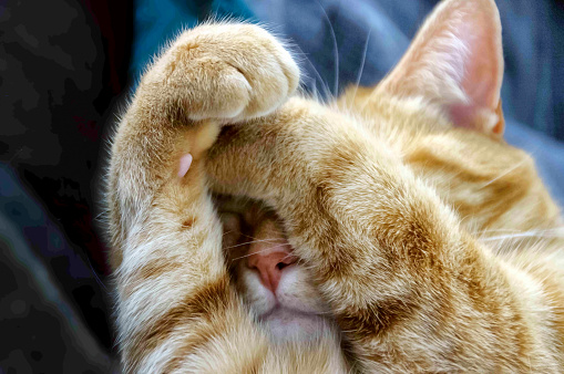 Lindo gato naranja que cubre la cara con las patas photo