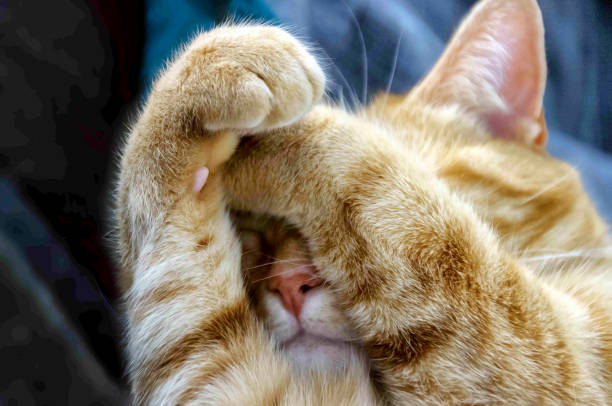carino gatto arancione che copre il viso con le zampe - hands covering eyes foto e immagini stock