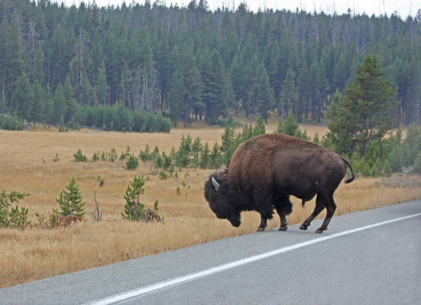 istock Bison Bull  in Yellowstone National Park 814450380