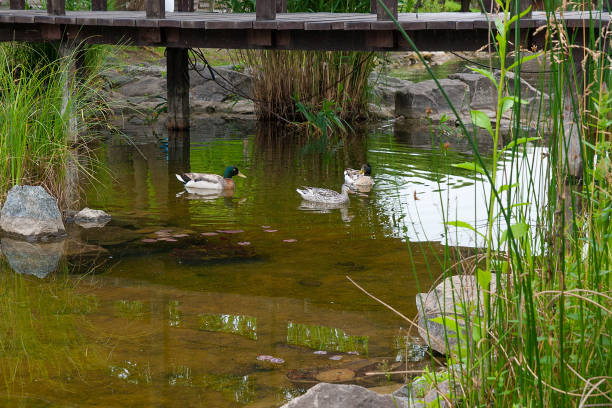 istock Two Male Mallard Ducks and Female Mallard Duck floating 814451002