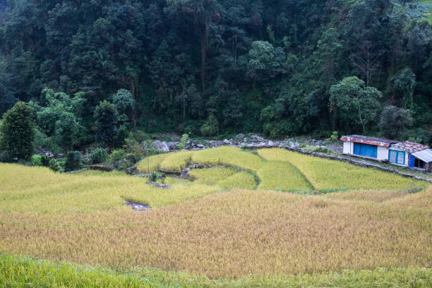 the rice field at himalaya nepal - nepal landscape hiking rice imagens e fotografias de stock