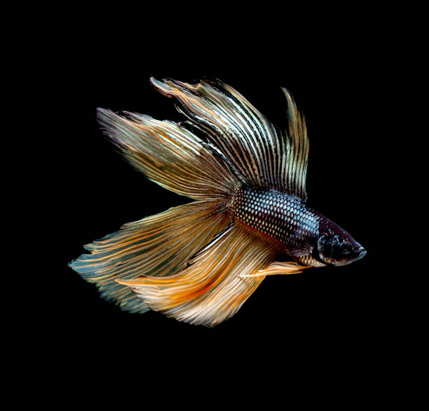 istock Betta fish siamese fighting fish betta splendens isolated on black background 814454206