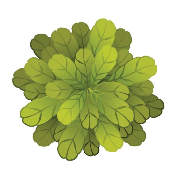ilustrações, clipart, desenhos animados e ícones de uma planta verde ou árvore, vista superior. ilustração em vetor, isolada no branco. - flowerbed aerial