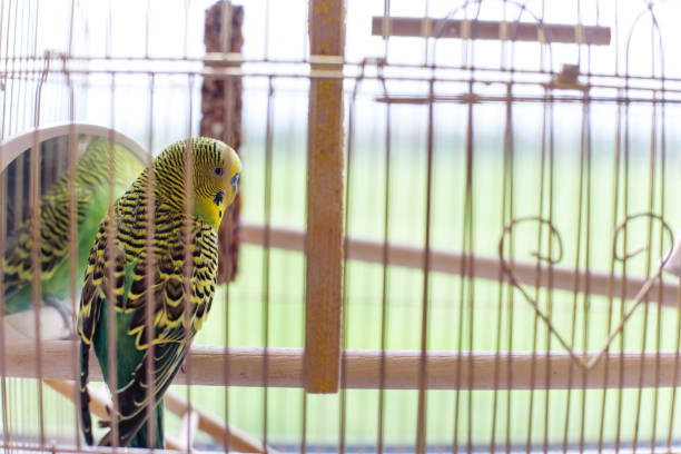 istock Green budgerigar in a cage at the window. Funny budgie in bigdcage. 814461052