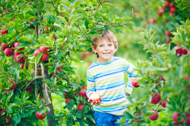 istock Little kid boy picking red apples on farm autumn 814469248