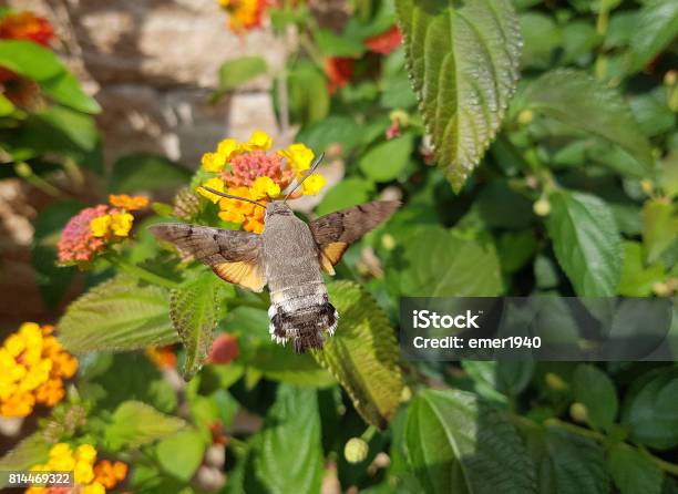 Macroglossum Stellatarum Lantana Stock Photo - Download Image Now - Animal, Butterfly - Insect, Flower Head