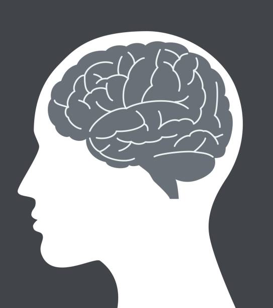 illustrazioni stock, clip art, cartoni animati e icone di tendenza di illustrazione vettoriale del cervello umano con profilo facciale - testa