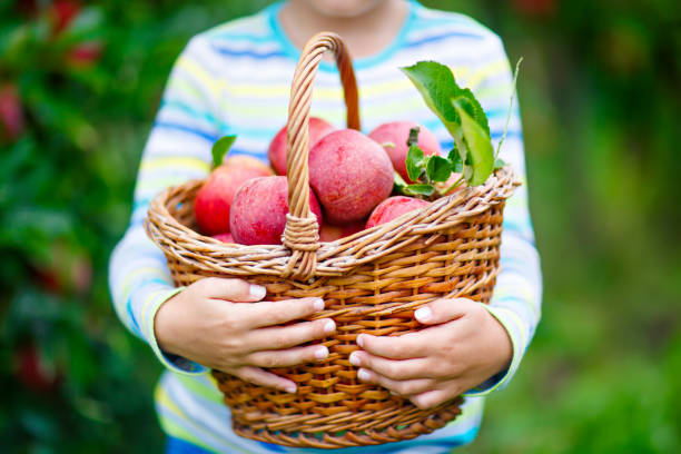 bambino che raccoglie mele rosse in fattoria autunno - orchard child crop little boys foto e immagini stock