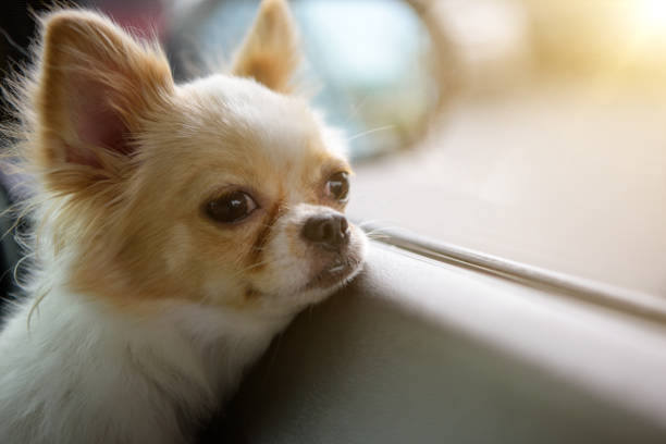 istock Chiwawa waiting for owner at the window 814472250