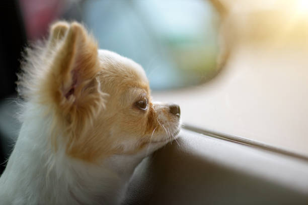 istock Chiwawa waiting for owner at the window 814472358
