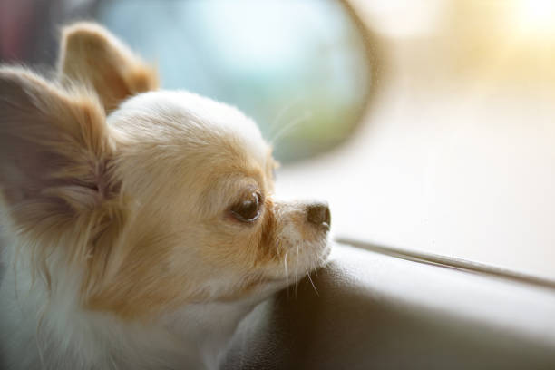 istock Chiwawa waiting for owner at the window 814472400