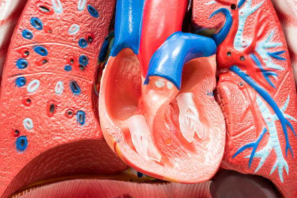 흰색 바탕에 더미 내부 장기의 클로즈업입니다. 인체 해부학 모델입니다. 심장 해부학 내부입니다. - left ventricle 뉴스 사진 이미지