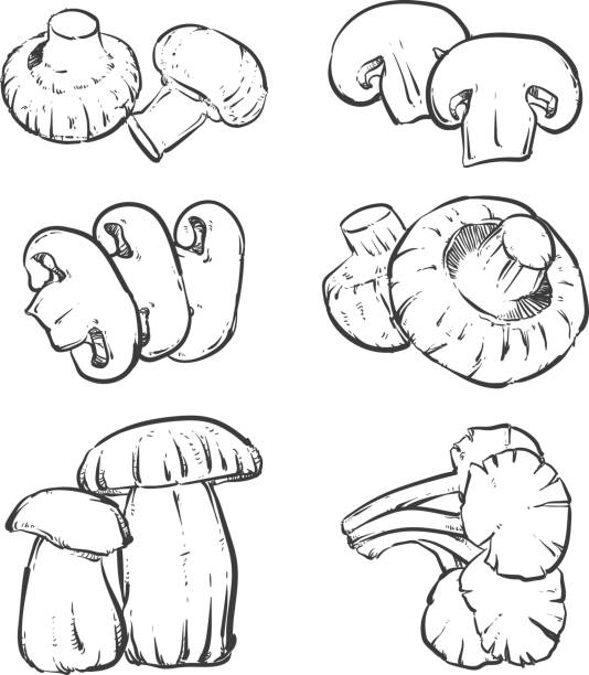 ilustraciones, imágenes clip art, dibujos animados e iconos de stock de dibujo setas esquema aislado sobre fondo blanco. seta de ostra mano dibujado vector ilustración. - mushroom retro revival vegetable food