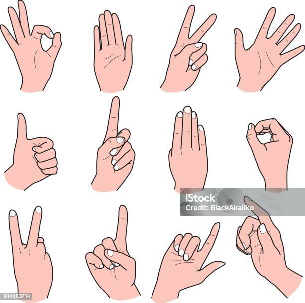 Vector Hand Collection Hand Collection Vector Line Illustration Stock Illustration - Download ...