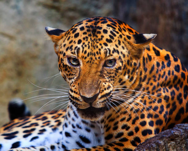 istock close up face of angry leopard 814485216