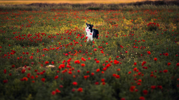 istock Dog in the field 814489936