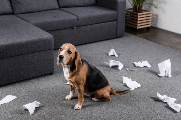 istock guilty beagle dog with torn paper sitting on floor at home 814489980