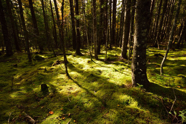 Mossy Green Forest Floor in the Shadows