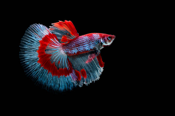 istock Betta fish  siamese fighting fish  betta splendens isolated on black background 814490110
