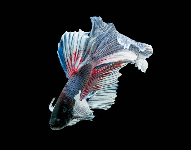 istock Betta fish  siamese fighting fish  betta splendens isolated on black background 814490112
