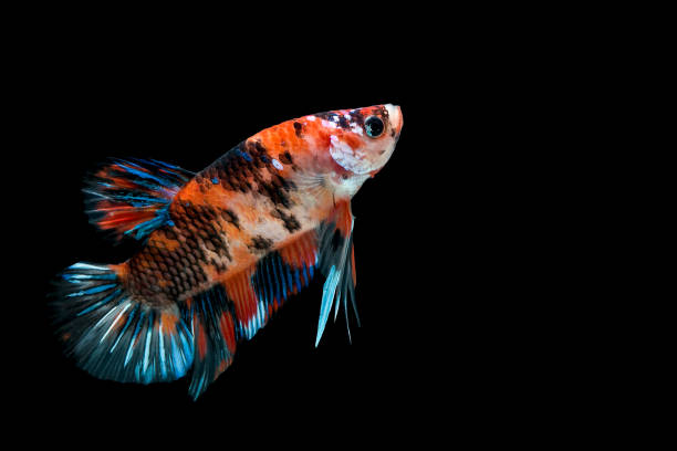istock Betta fish  siamese fighting fish  betta splendens isolated on black background 814490116