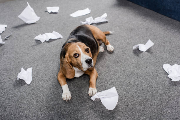 istock guilty beagle dog with torn paper lying on floor at home 814491312