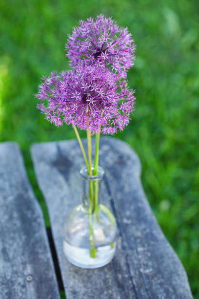 alium flowers on wooden garden table