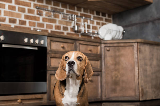 istock funny beagle dog looking up while standing in the kitchen 814495742