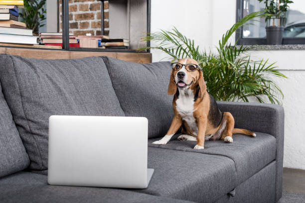 istock funny beagle dog in eyeglasses sitting on sofa with laptop 814495838