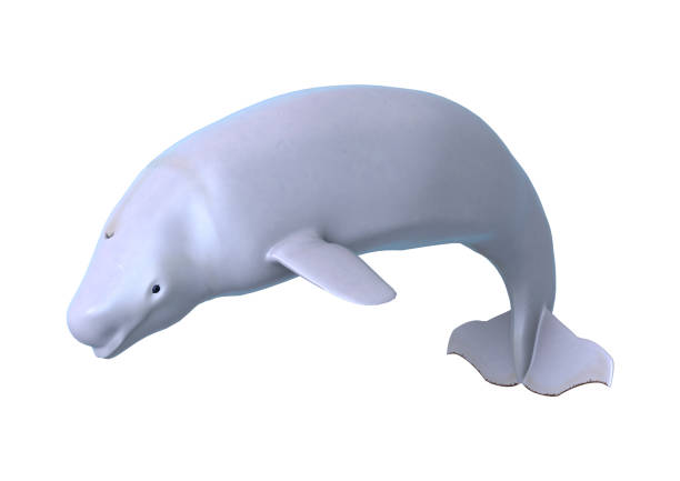 3D Rendering Beluga White Whale on White 3D rendering of a beluga white whale isolated on white background beluga whale jumping stock pictures, royalty-free photos & images