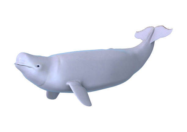 render 3d y la ballena beluga del blanco sobre blanco - beluga whale fotografías e imágenes de stock